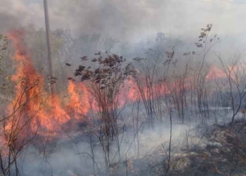 Autoridad ejidal reprocha indiferencia de autoridades para reforestar zonas afectadas por incendios forestales
