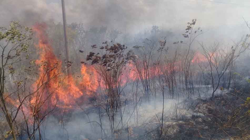 Autoridad ejidal reprocha indiferencia de autoridades para reforestar zonas afectadas por incendios forestales