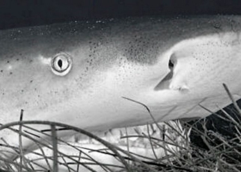 Quintana Roo se suma la promoción y protección de los tiburones
