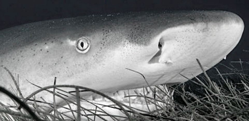 Quintana Roo se suma la promoción y protección de los tiburones