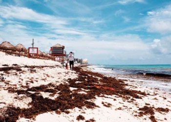 Muchas probabilidades de que en los próximos 15 días disminuya recales masivos de sargazo en Quintana Roo