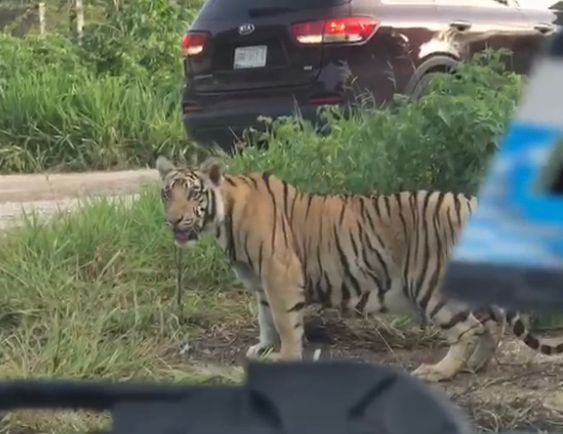 Reportan tigre suelto en la carretera Cancún-Leona Vicario