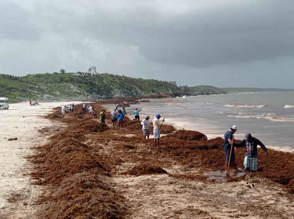 Ayuntamiento de Tulum retiró más de mil 500 toneladas de sargazo de Playas de Tulum en abril mayo y junio