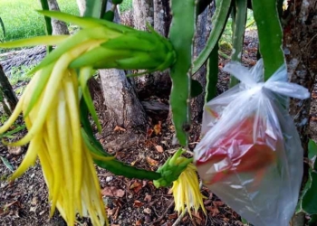 Líder productor pide a campesinado cardenense viraje hacia pitahaya y dejar de aferrarse al maíz