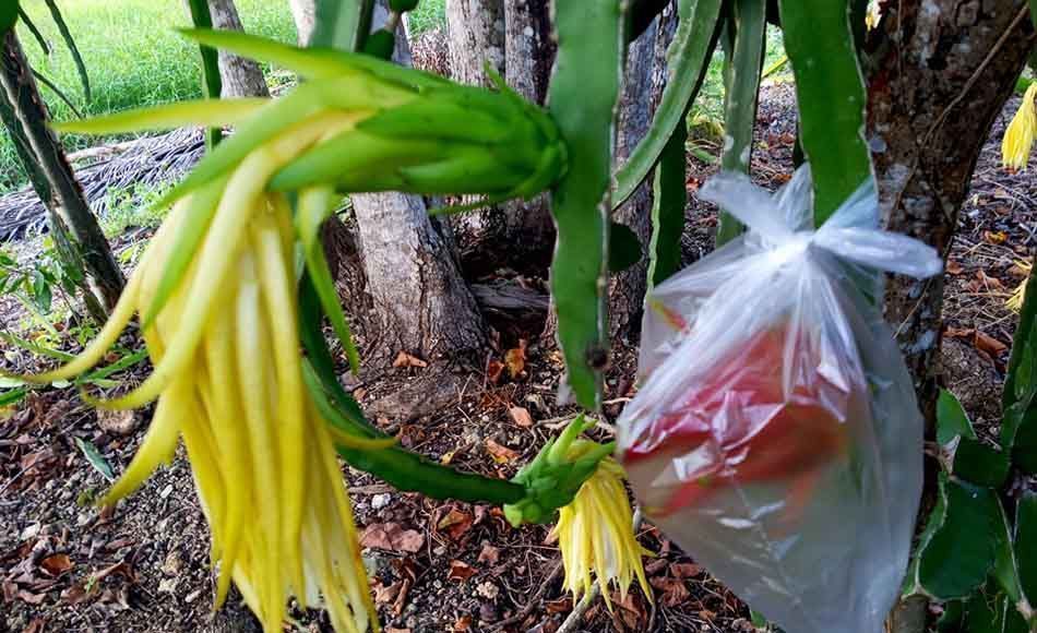 Líder productor pide a campesinado cardenense viraje hacia pitahaya y dejar de aferrarse al maíz
