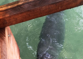 Cría de manatí hallada el viernes cerca de Chetumal se encuentra en buenas condiciones
