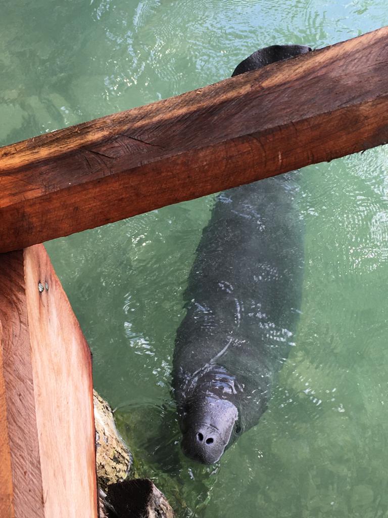 Cría de manatí hallada el viernes cerca de Chetumal se encuentra en buenas condiciones