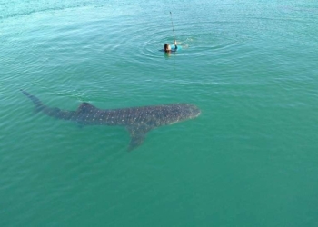 Coronavirus cancela festejos por el Día Internacional del Tiburón Ballena en Holbox