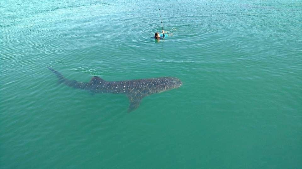 Coronavirus cancela festejos por el Día Internacional del Tiburón Ballena en Holbox