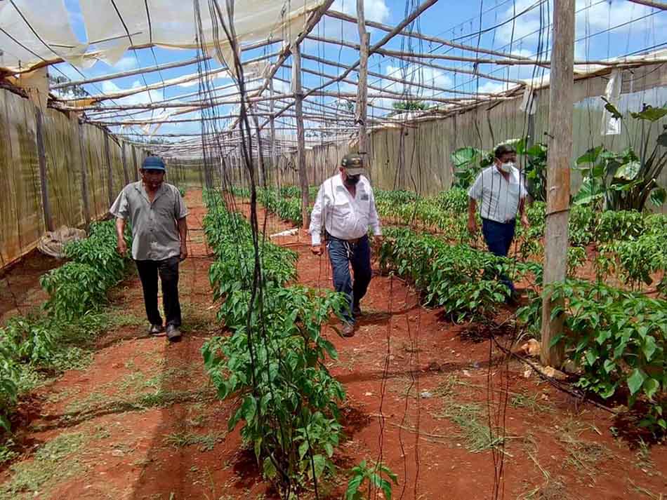Ofrecerán créditos a productores agrícolas Carrillo Puerto para impulsar su economía