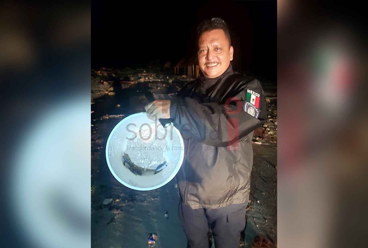 Policías rescatan crías de tortuga marina de carretera en Cozumel tras paso de «Grace»