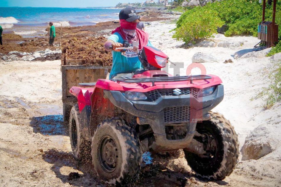 Retiran más de dos mil toneladas de sargazo de playas de Tulum entre junio y agosto