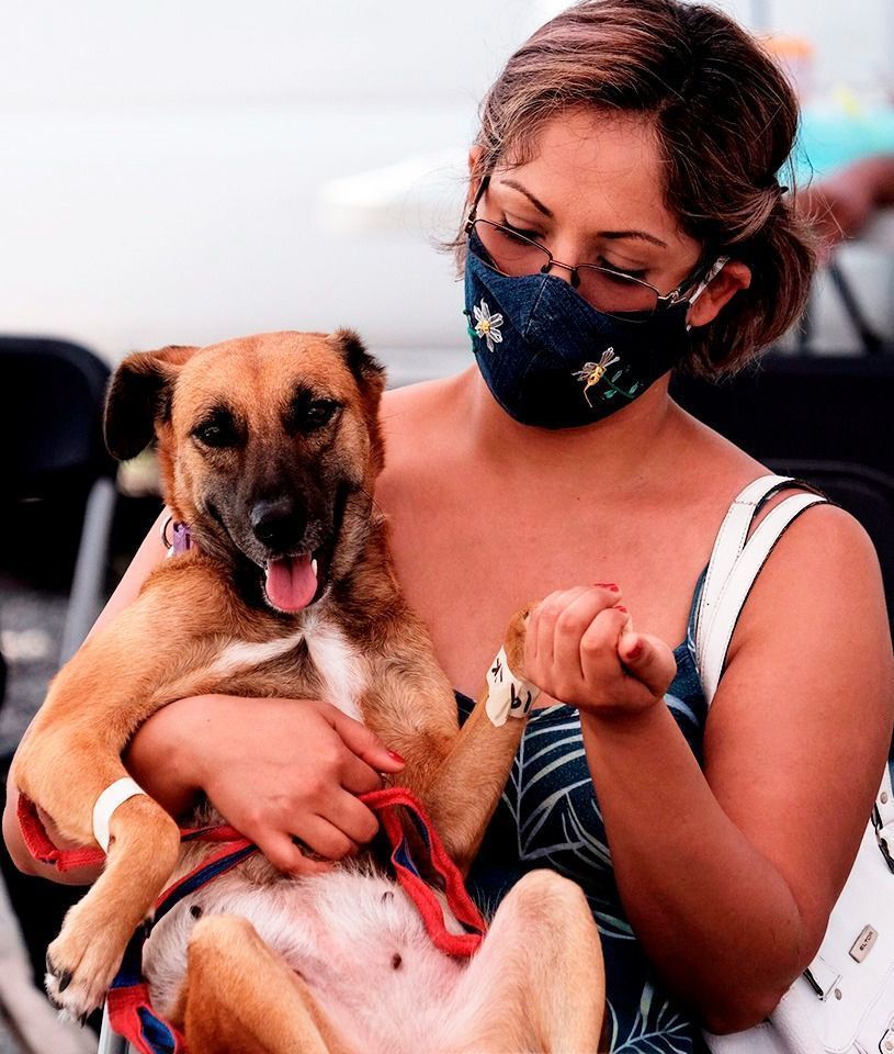 Las mascotas requieren especial atención durante la vejez
