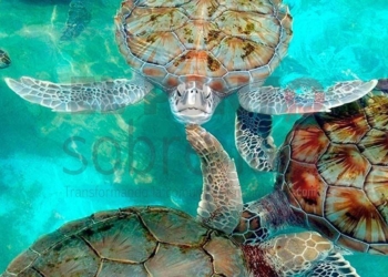 «Tortugranja» destaca buenos números de anidación de quelonios en Isla Mujeres en 2021