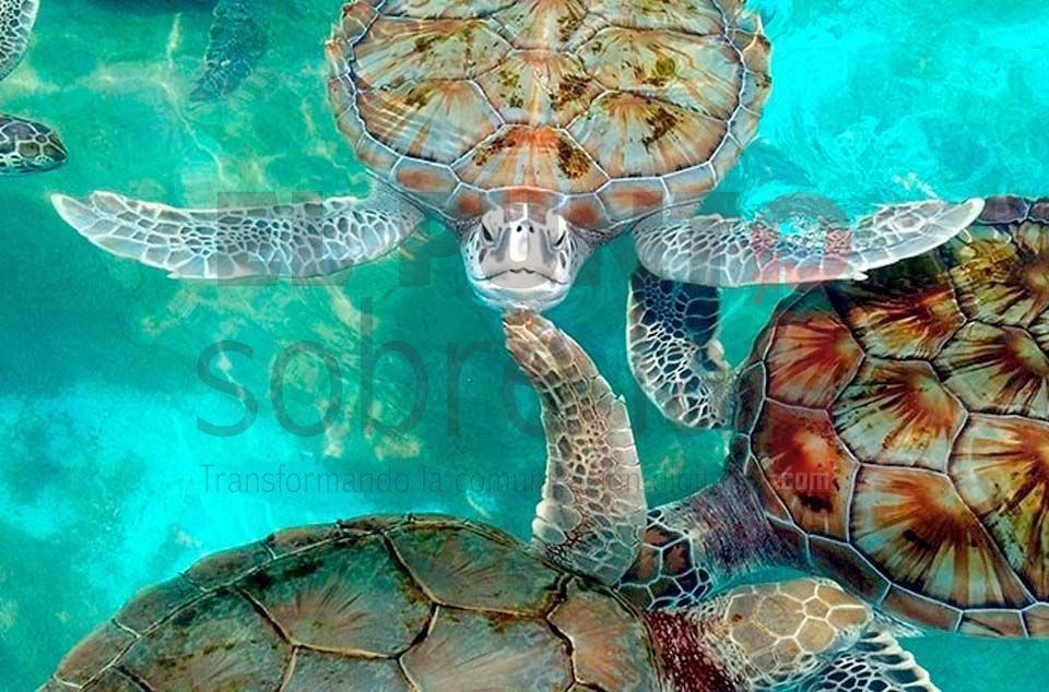 «Tortugranja» destaca buenos números de anidación de quelonios en Isla Mujeres en 2021