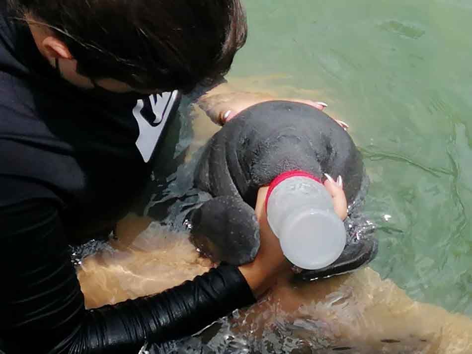 Impulsa Semarnat sinergias para la investigación sobre mortandad del manatí