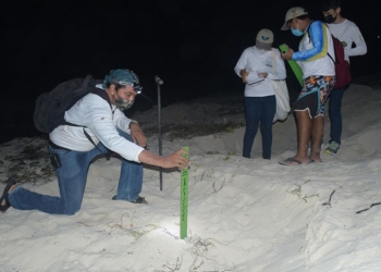 Fundación cozumeleña reporta mayor cantidad de nidos en campamento tortuguero de parque «Punta Sur», respecto a 2020