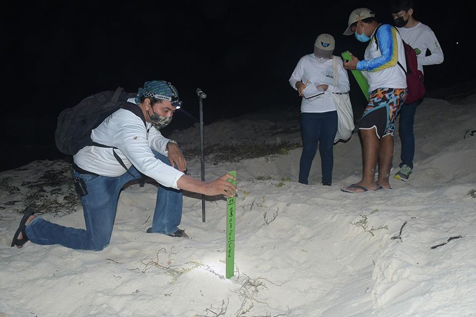 Fundación cozumeleña reporta mayor cantidad de nidos en campamento tortuguero de parque «Punta Sur», respecto a 2020