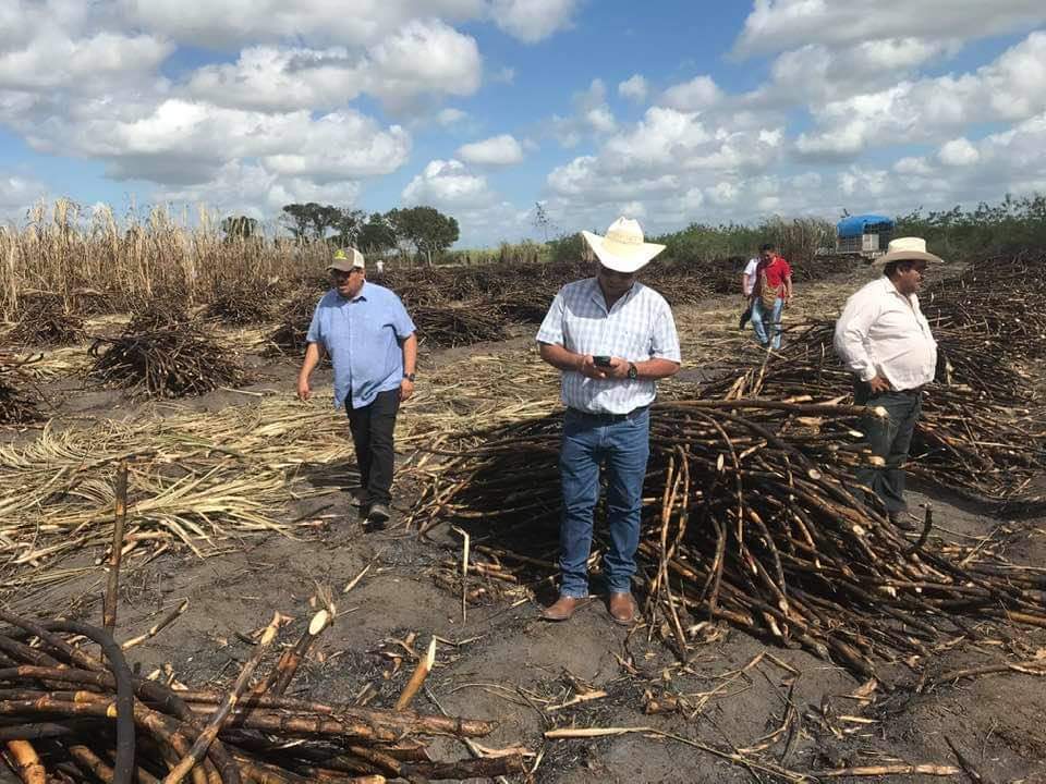 Vaticinan 2 millones de toneladas de caña para la Zafra 2021-2022