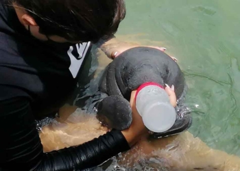 La cría de manatí hallado en Chetumal permanecerá bajo resguardo hasta que pueda ser liberado