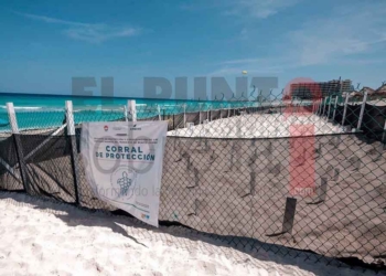 Más de 2,500 crías de tortugas fueron rescatadas, luego del paso de “Grace”