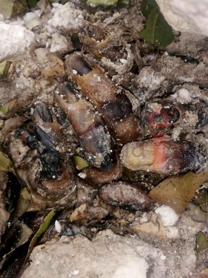 Encuentran en zona costera de Tulum el cuerpo enterrado de una mujer