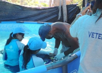 Parasitosis y deshidratación causas de la muerte de los delfines varados en Tulum
