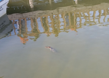 Conanp advierte eventuales riesgos para pescadores cardenenses por presencia de saurios en Laguna Yalahau