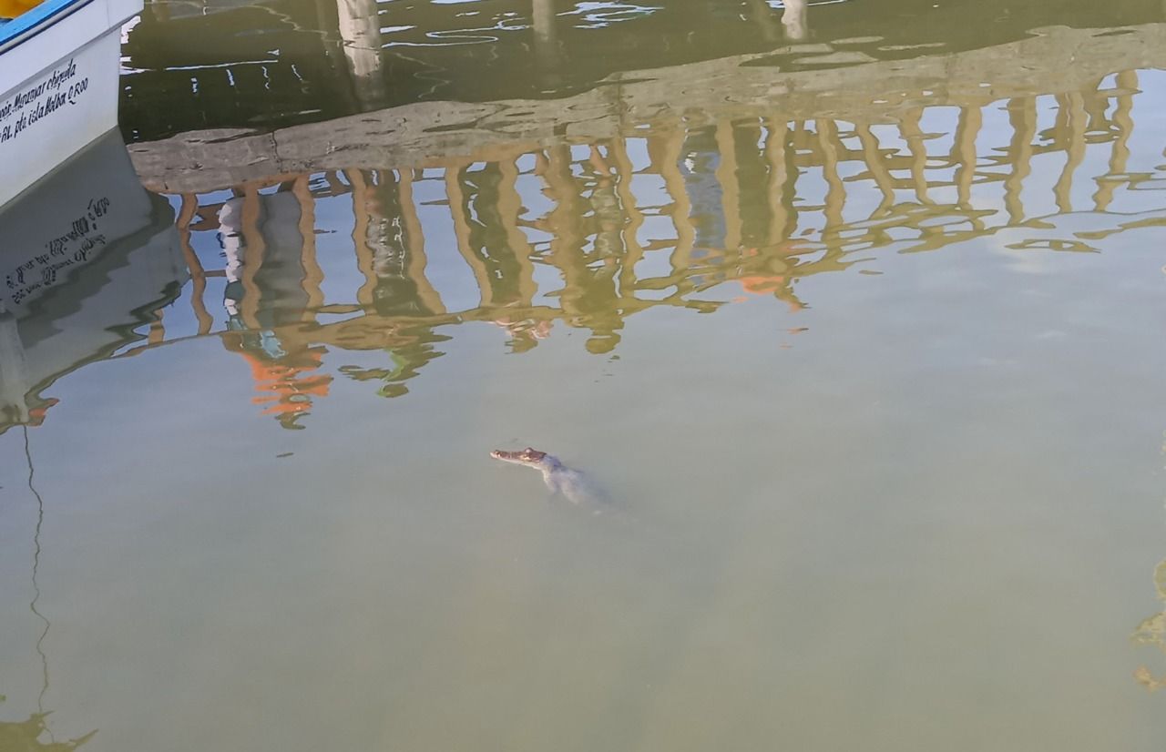 Conanp advierte eventuales riesgos para pescadores cardenenses por presencia de saurios en Laguna Yalahau