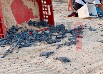 Autoridades han liberado más de ocho mil crías de tortuga marina en Cozumel en 2021