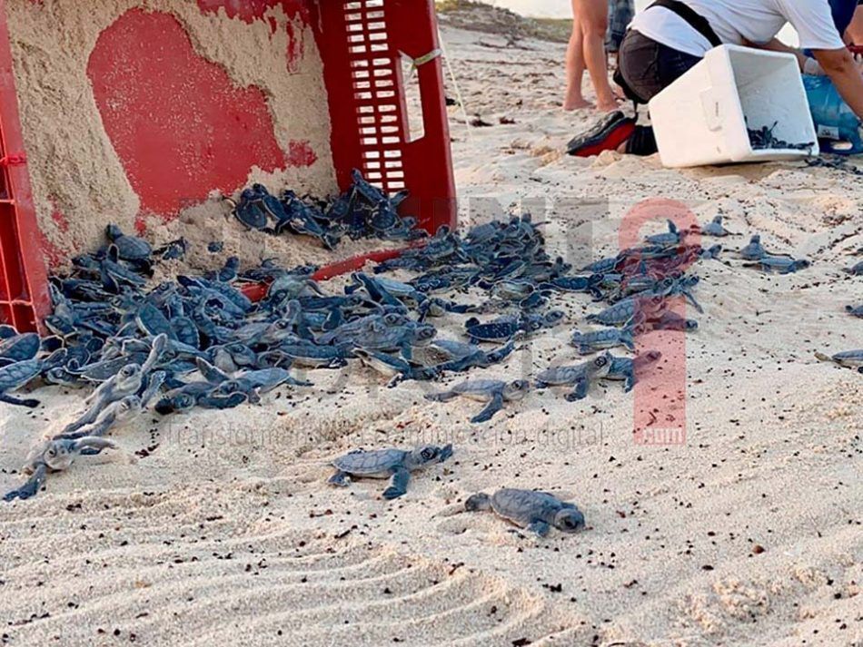 Autoridades han liberado más de ocho mil crías de tortuga marina en Cozumel en 2021