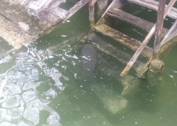 Procurarán bienestar a manatí rescatado en laguna Milagros, al sur de Quintana Roo