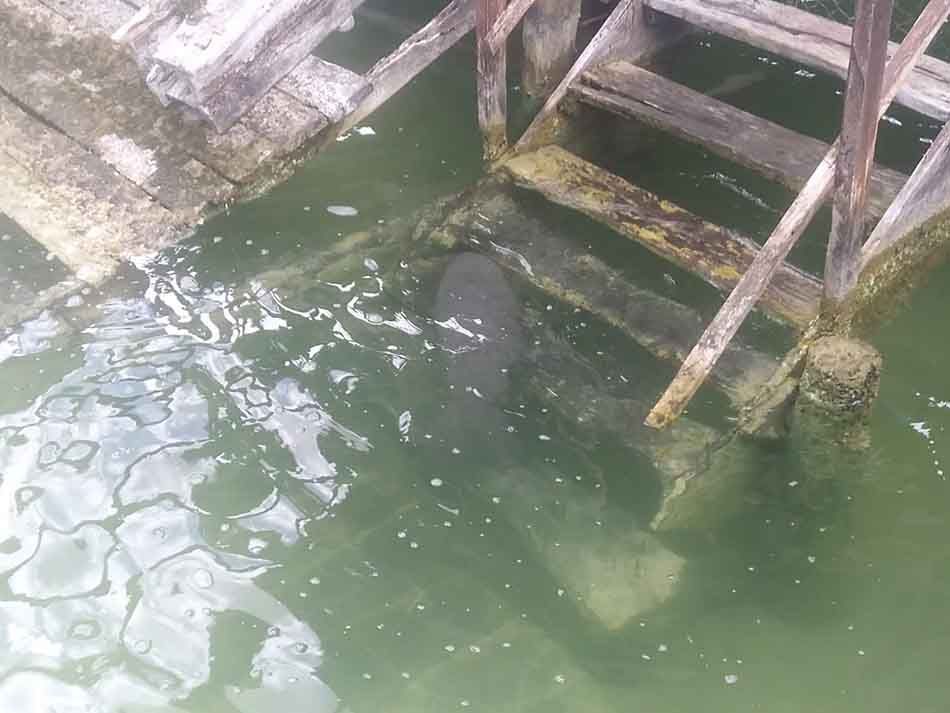 Procurarán bienestar a manatí rescatado en laguna Milagros, al sur de Quintana Roo