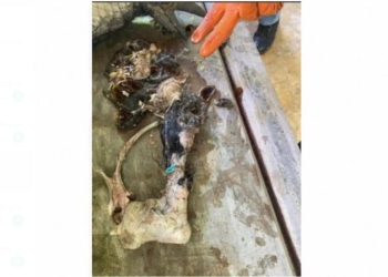 Encuentran pata de can, en estómago de cocodrilo