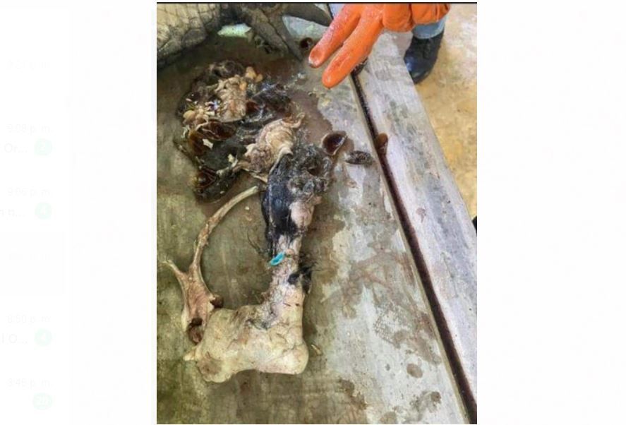 Encuentran pata de can, en estómago de cocodrilo