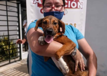 Programa municipal permite que se entreguen en Cancún más de 600 perros en adopción