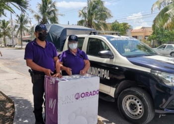 Invitan a denunciar la violencia intrafamiliar y de género en Cancún