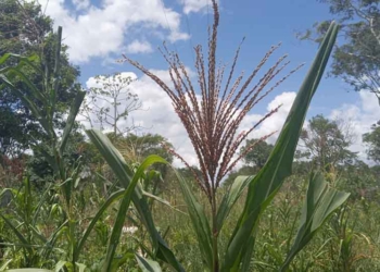 Decenas de campesinos cardenenses, en riesgo de perder su cosecha por canícula