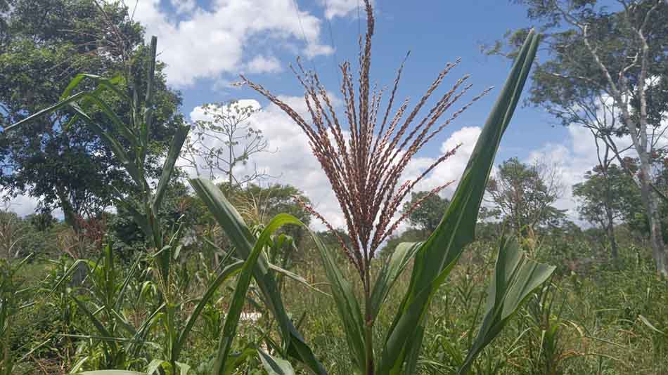 Decenas de campesinos cardenenses, en riesgo de perder su cosecha por canícula
