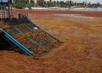 Recale de sargazo en Mahahual persiste pese a colocación de hasta un 70% de barrera antialga