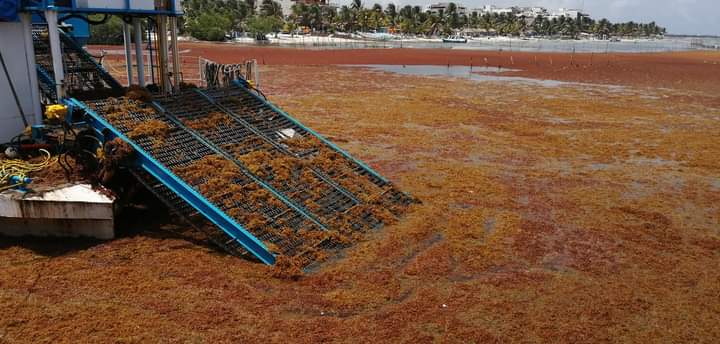 Recale de sargazo en Mahahual persiste pese a colocación de hasta un 70% de barrera antialga