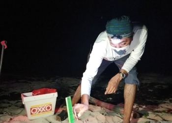 Vigilan 600 nidos de tortuga en Cozumel