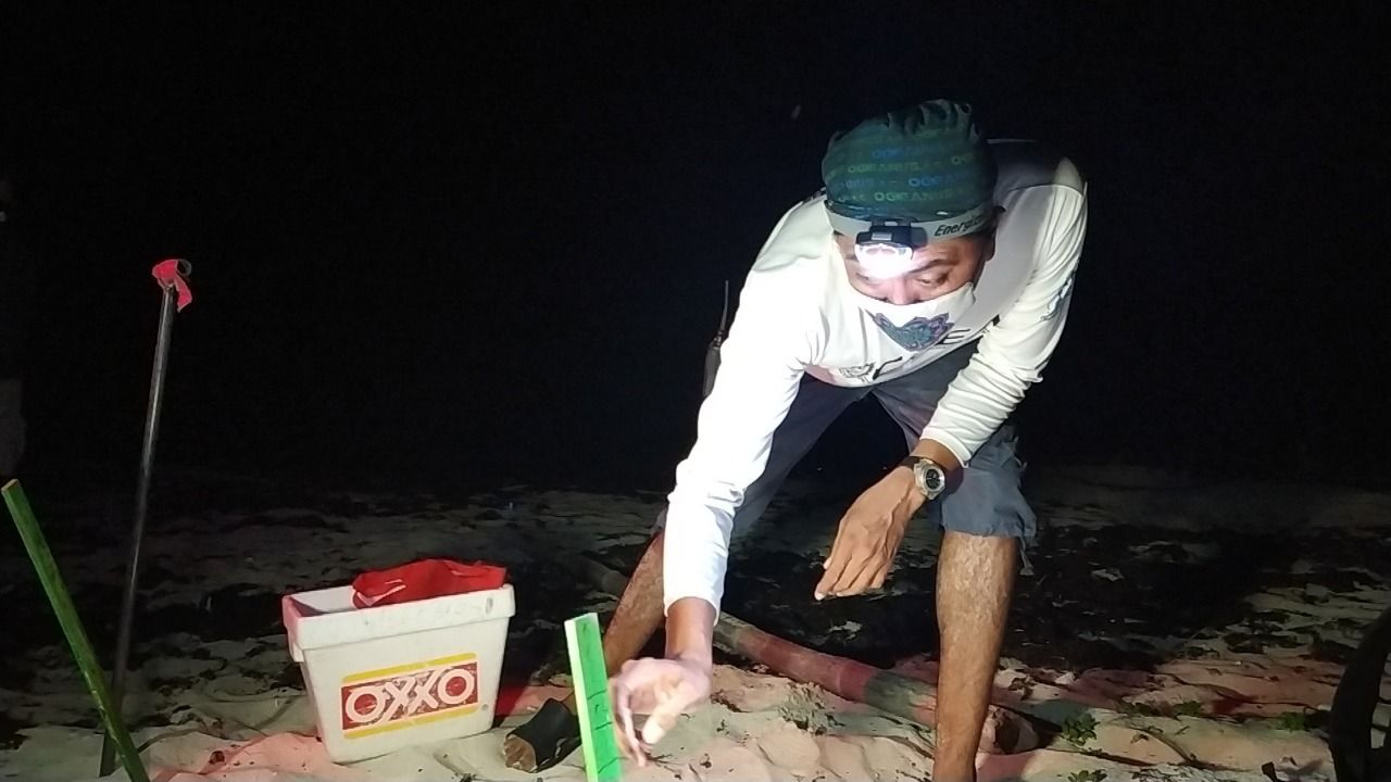 Vigilan 600 nidos de tortuga en Cozumel