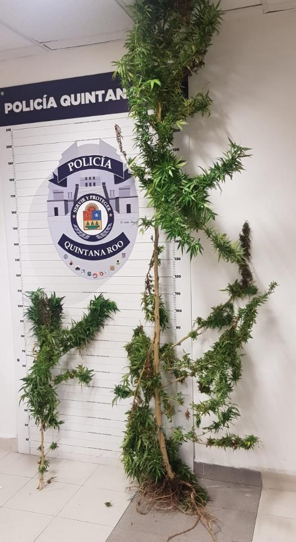 Encuentran tiradas en una calle de Cancún, dos plantas de marihuana