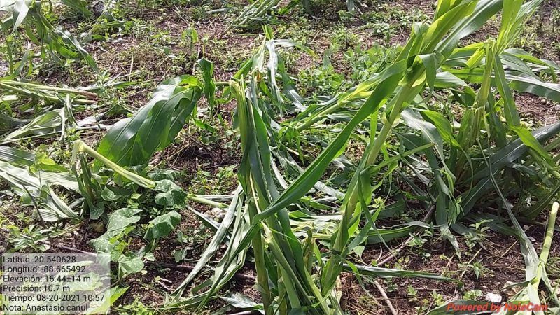Casi 3 semanas sin lluvias regulares en el estado de Yucatán 