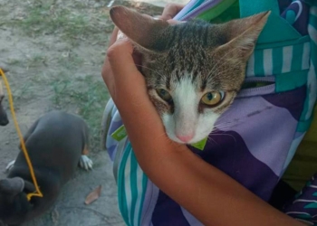 Ayuntamiento de Puerto Morelos fortalece acciones sanitarias aplicando vacunación antirrábica a mascotas