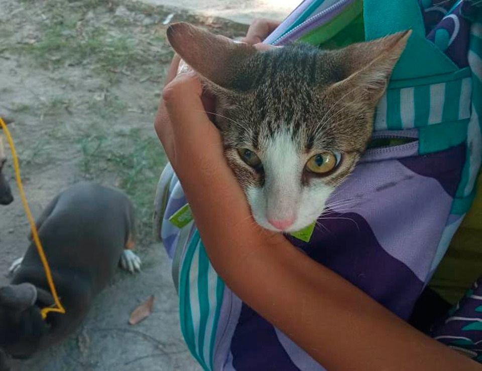 Ayuntamiento de Puerto Morelos fortalece acciones sanitarias aplicando vacunación antirrábica a mascotas