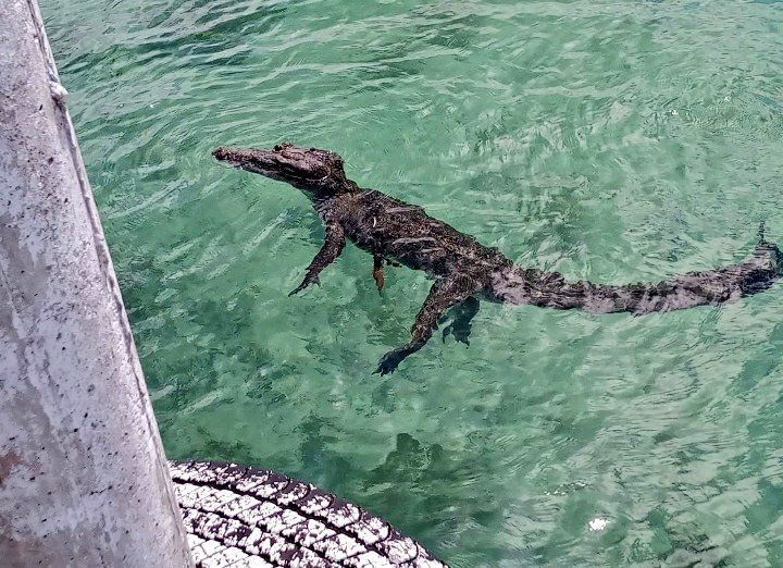 Rescatan a cocodrilo herido, estaba varado en laguna de Bacalar