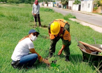 Se mantiene reforestación en Chetumal