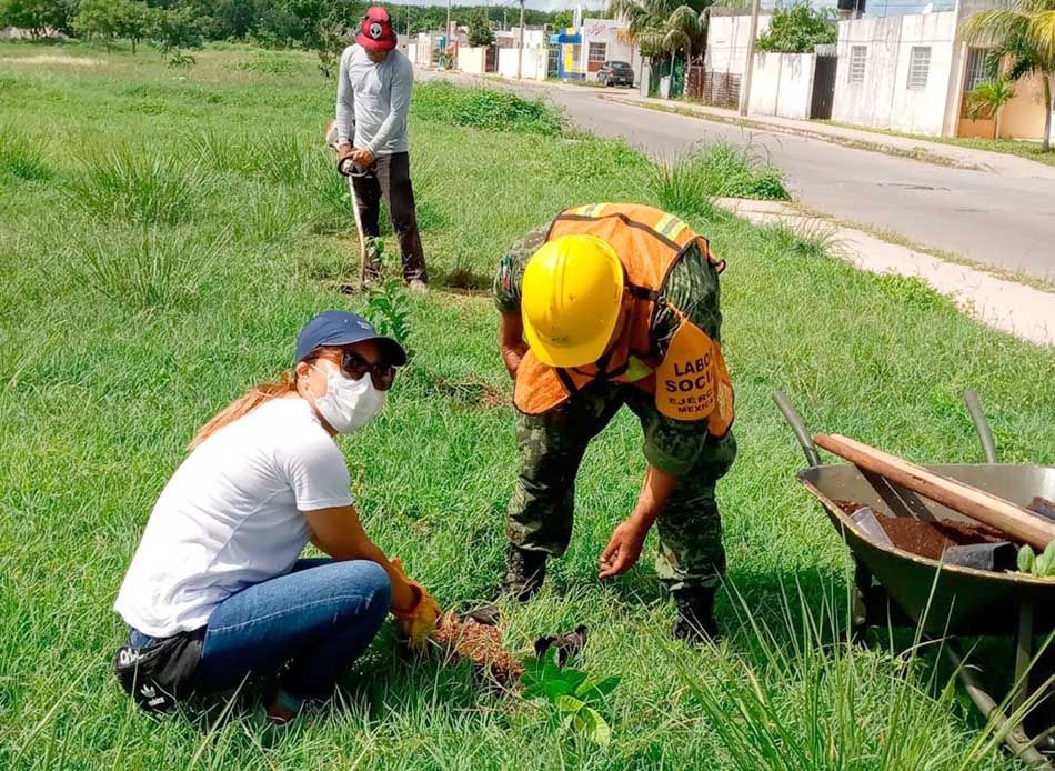 Se mantiene reforestación en Chetumal